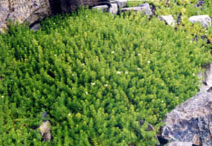 Galium cespitosum
